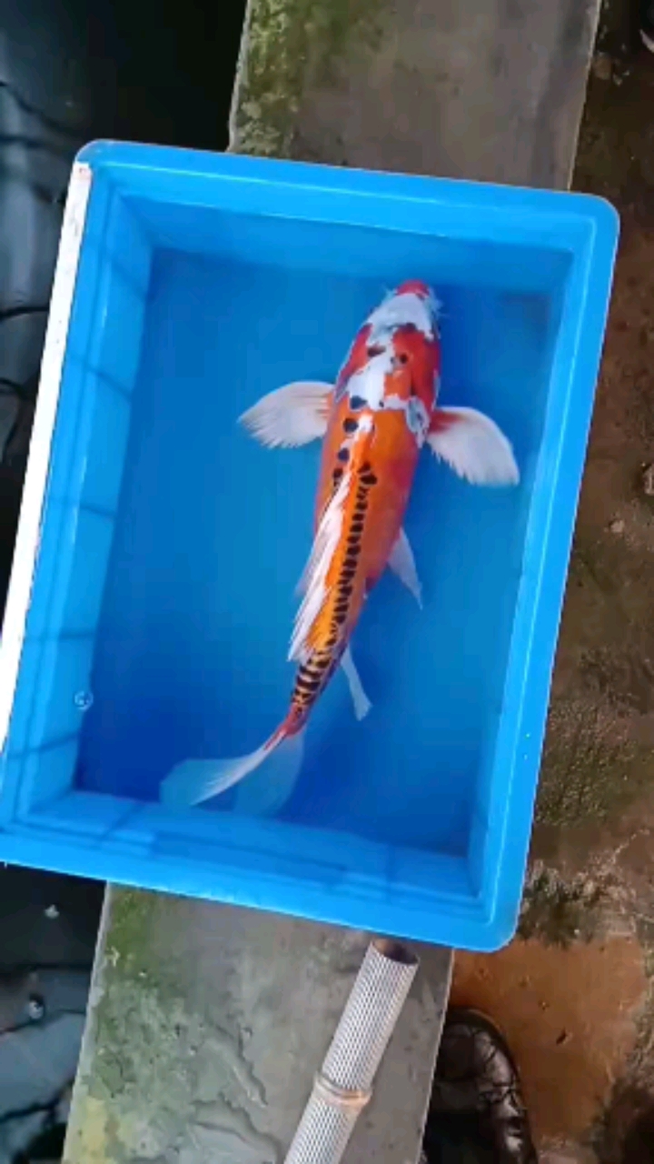 #锦鲤#黄辉龙秋翠龙凤锦鲤鱼日本血统锦鲤鱼鱼苗水花