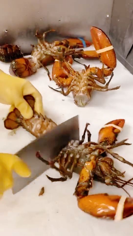 #美食看中国#澳洲龙虾好肥