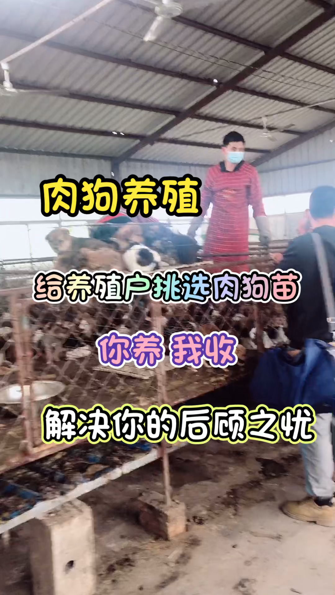 肉狗养殖。给养殖户挑选肉狗苗。你养我啊