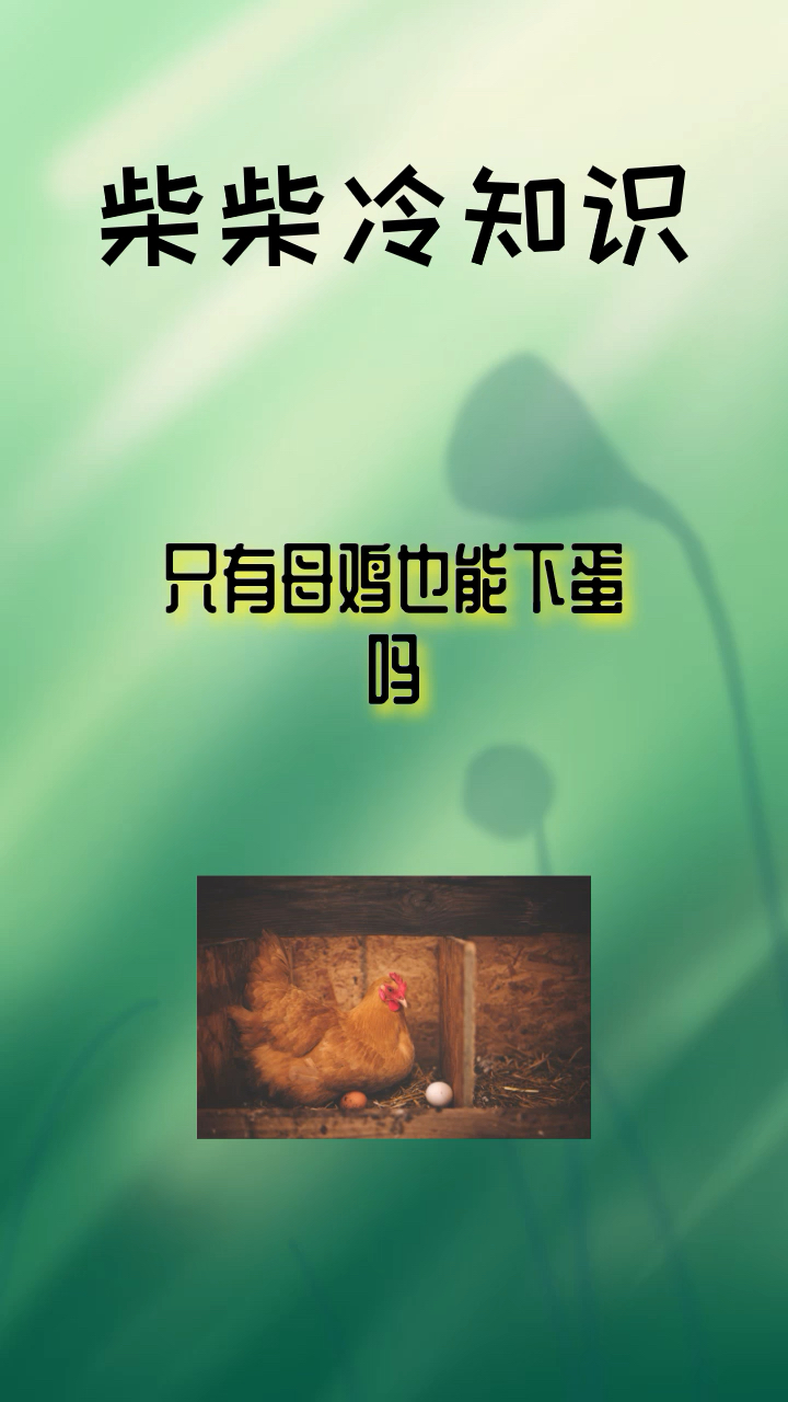 #每天一点冷知识#只有母鸡也能下蛋吗