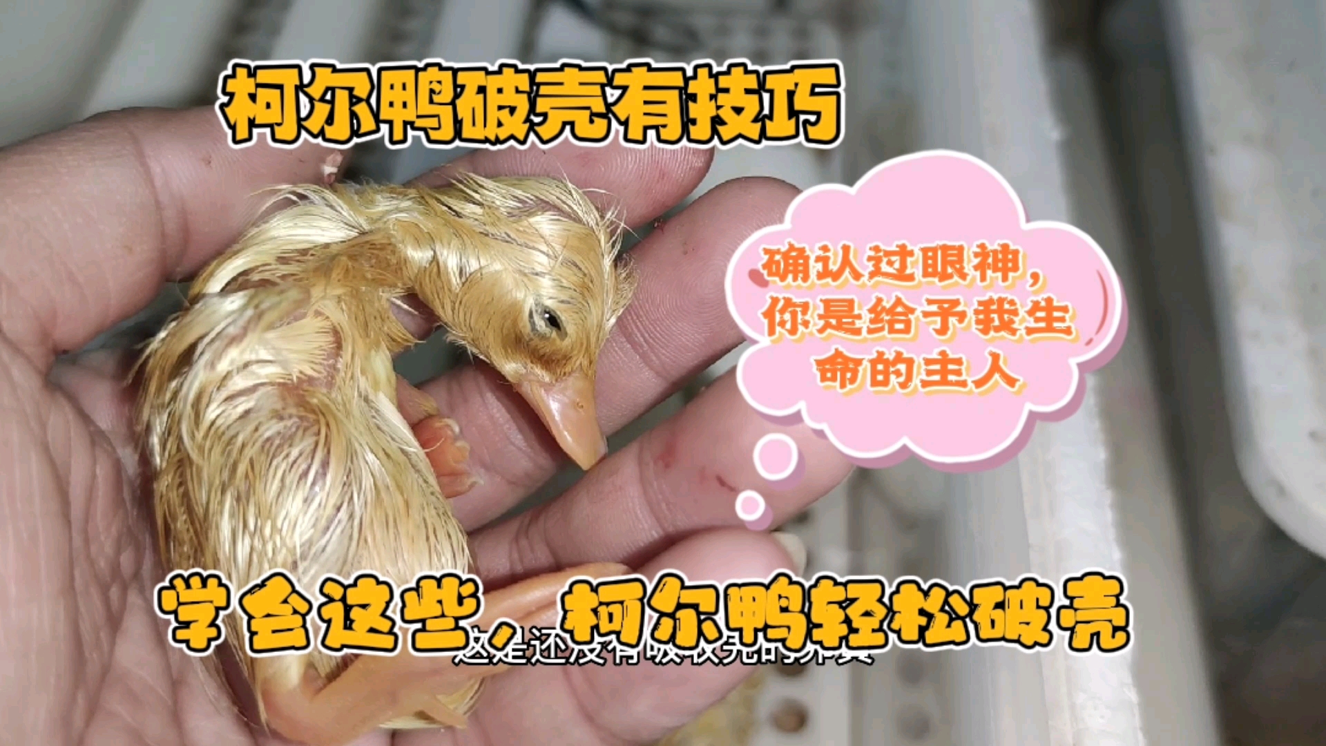#记录生活#帮小柯尔鸭破壳有技巧,学会这些,你也可以量产柯尔鸭