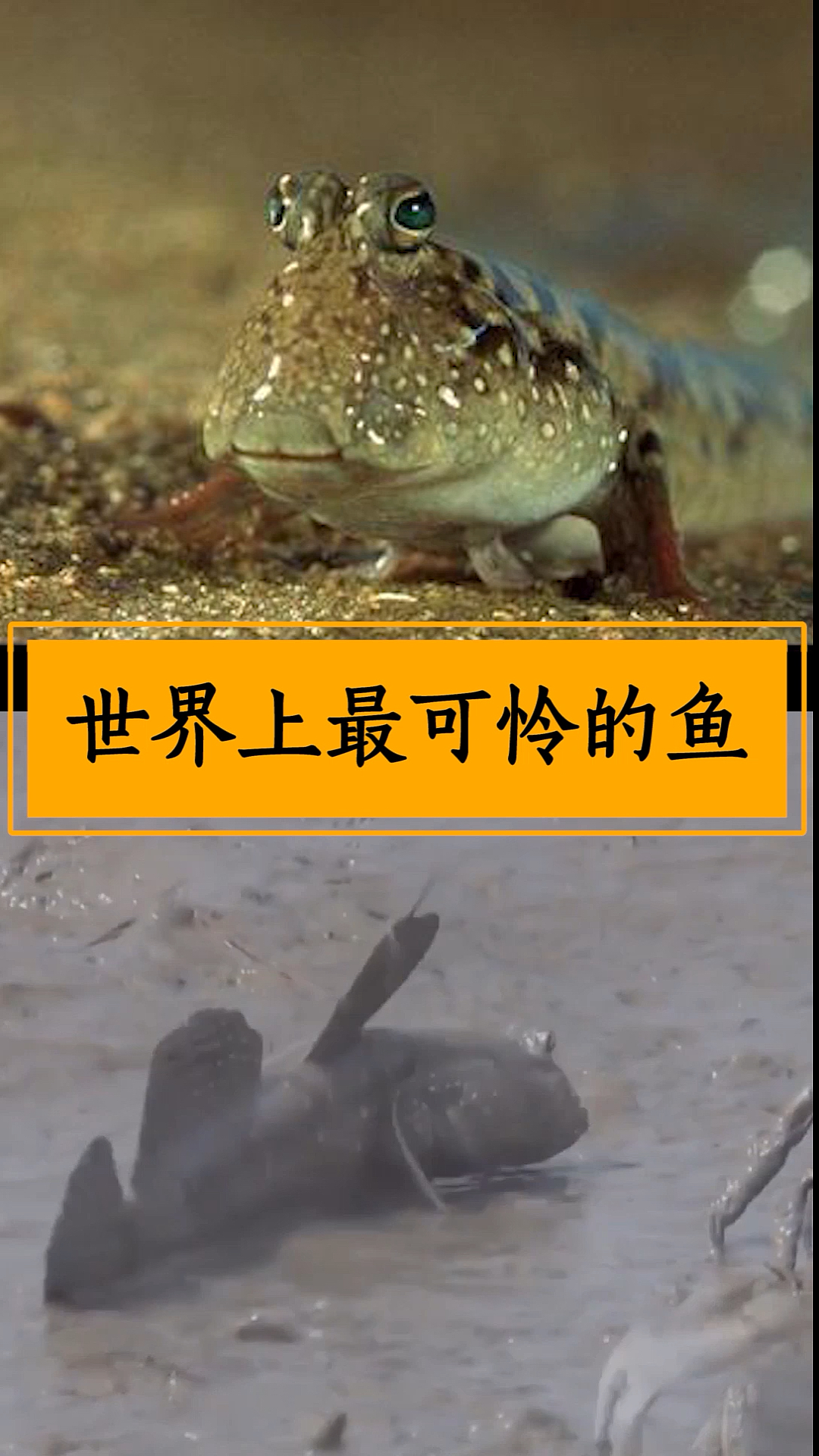 3亿年都挺过去了,结果一上岸就被吃了!