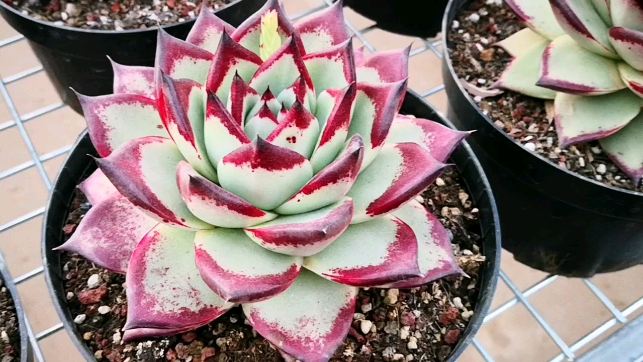 #有一种可爱叫多肉!#红色的乌木和黑色的乌木,哪一款才是你的菜?