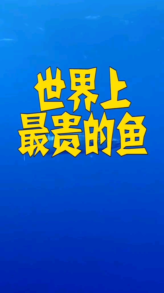 世界上最贵的鱼,你知道是什么吗?看完你就知道了