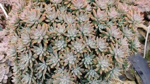 #多肉植物#好霸气的秋丽老桩,这颜值已经不需要任何解释!