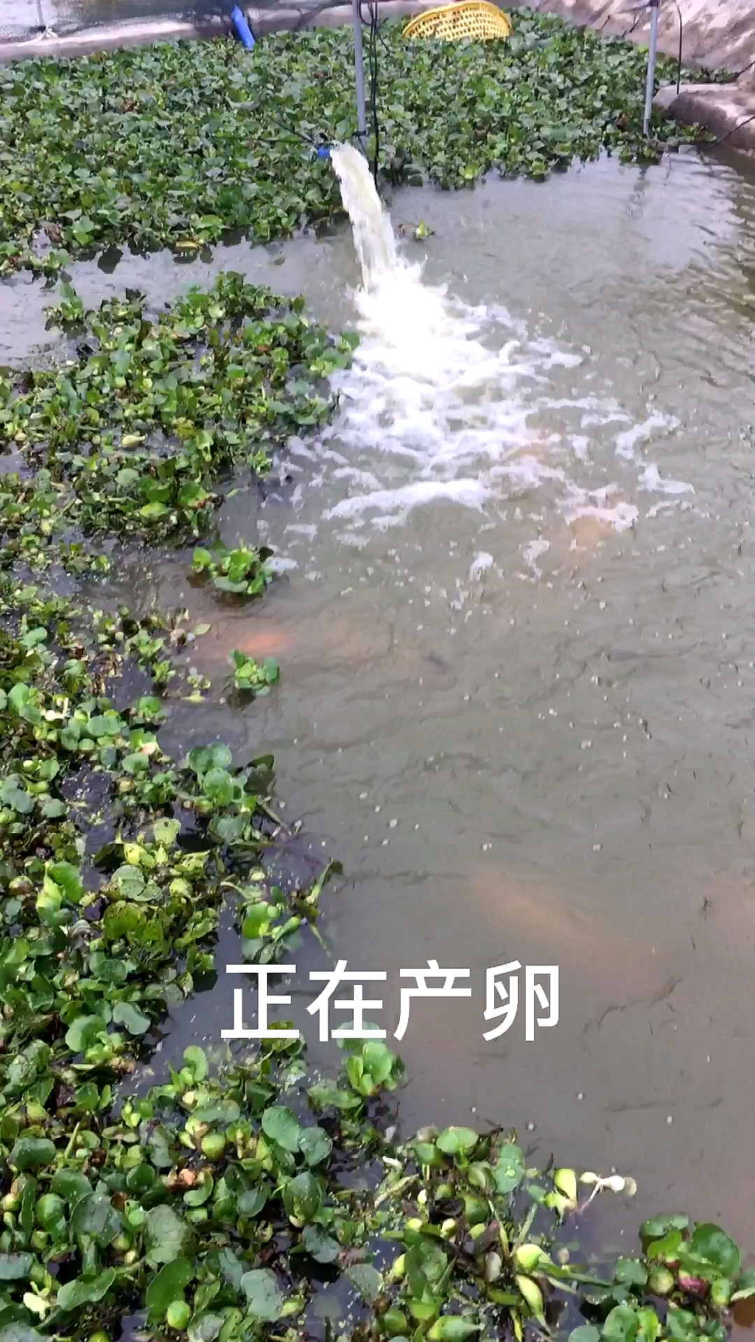 鱼是这样子来的