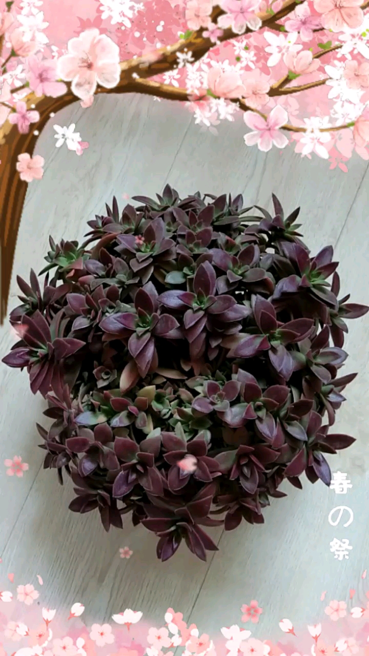 #我的小花园#多肉红叶祭