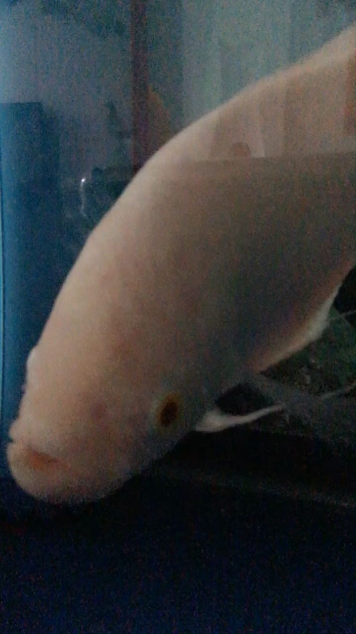 红眼招财快7岁了