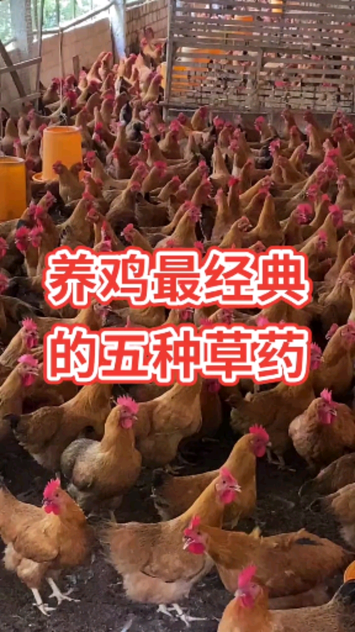 养鸡最经典的五种草药,养鸡人一定要知道。