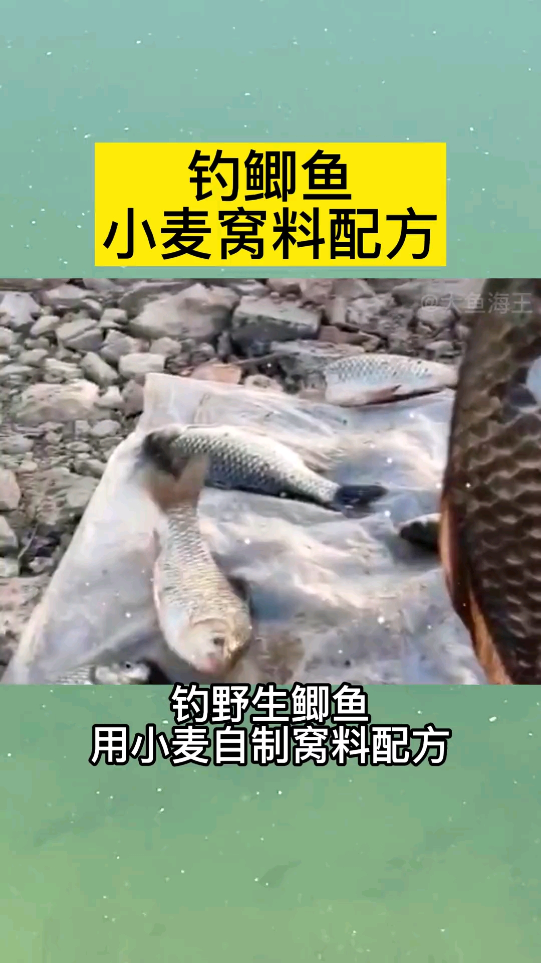 #钓鱼#春钓鲫鱼用小麦制作窝料配方