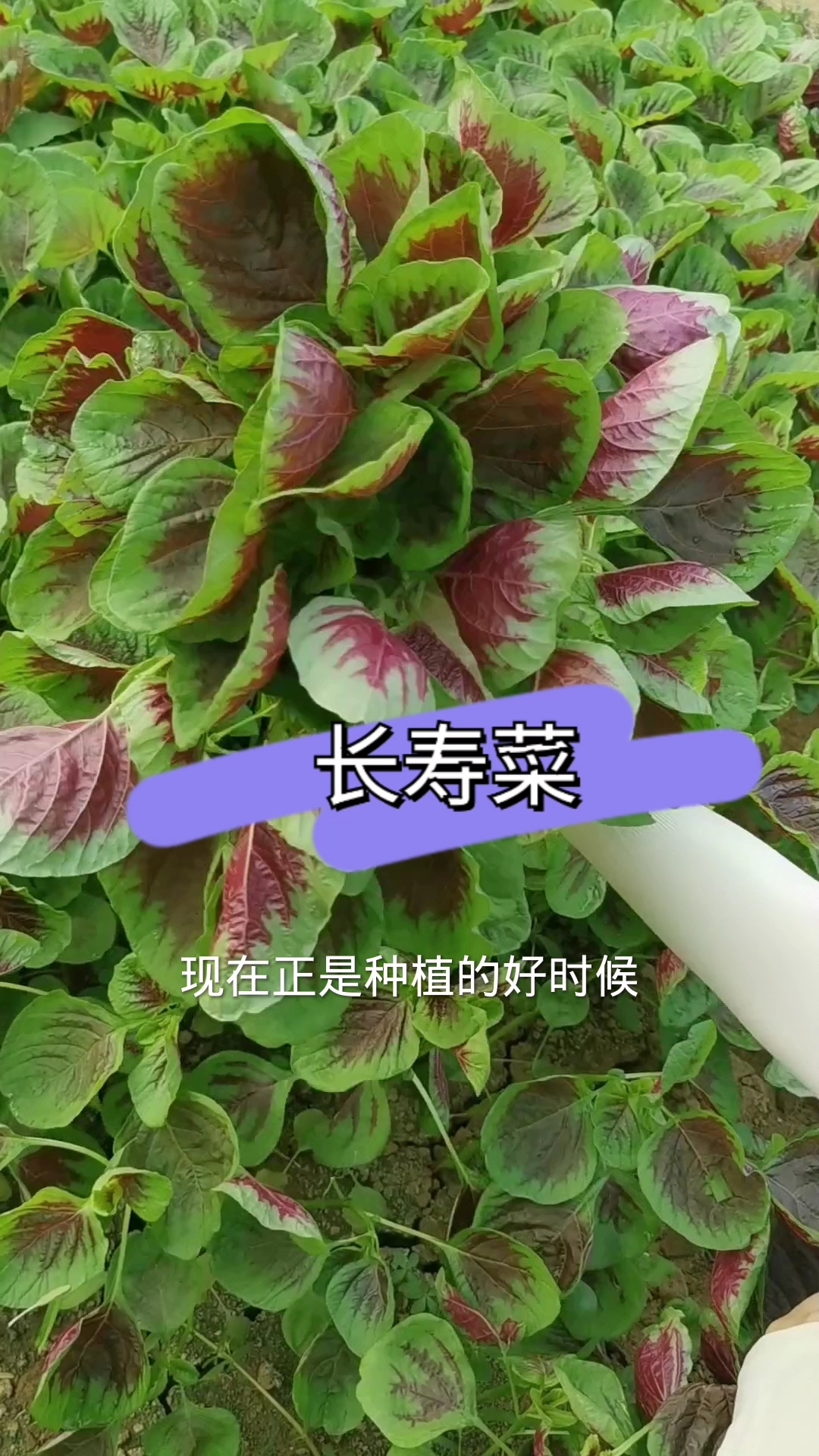苋菜也叫长寿菜,补血菜,它非常耐热,现在正是种植的好时候,不要错过哦