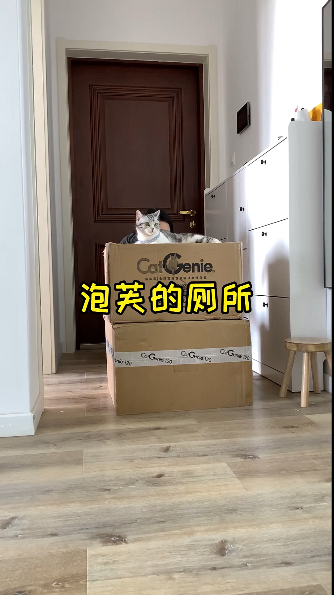 #家有猫咪#科技改变喵生，再也不用给泡芙铲屎了