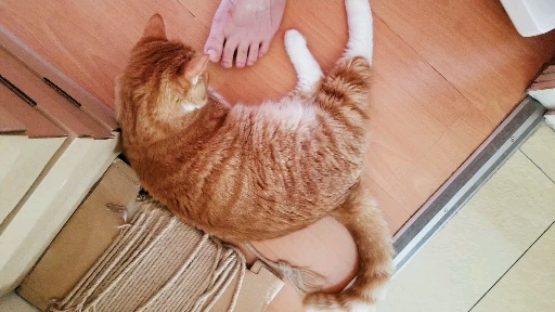 #镜头下的猫咪#咪咪闻闻臭脚丫子