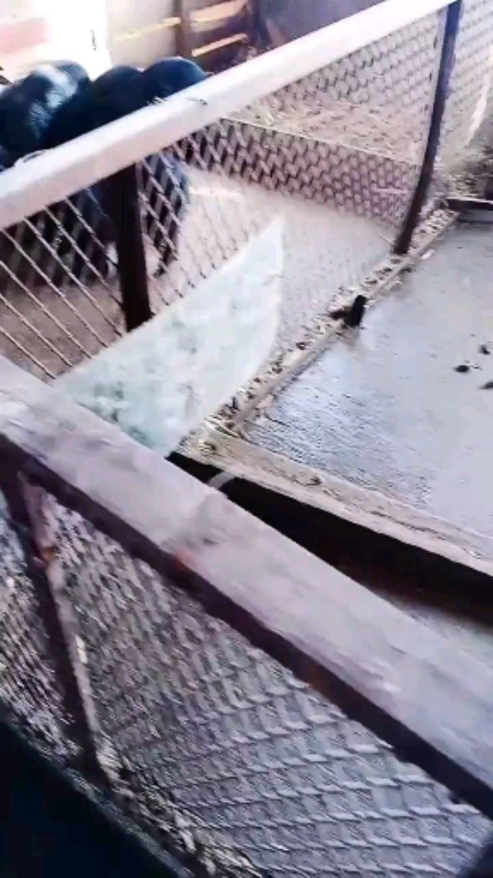 #巴马香猪#看着吃像相,就知道咱家猪好不好养!!!!!吃吃吃!!