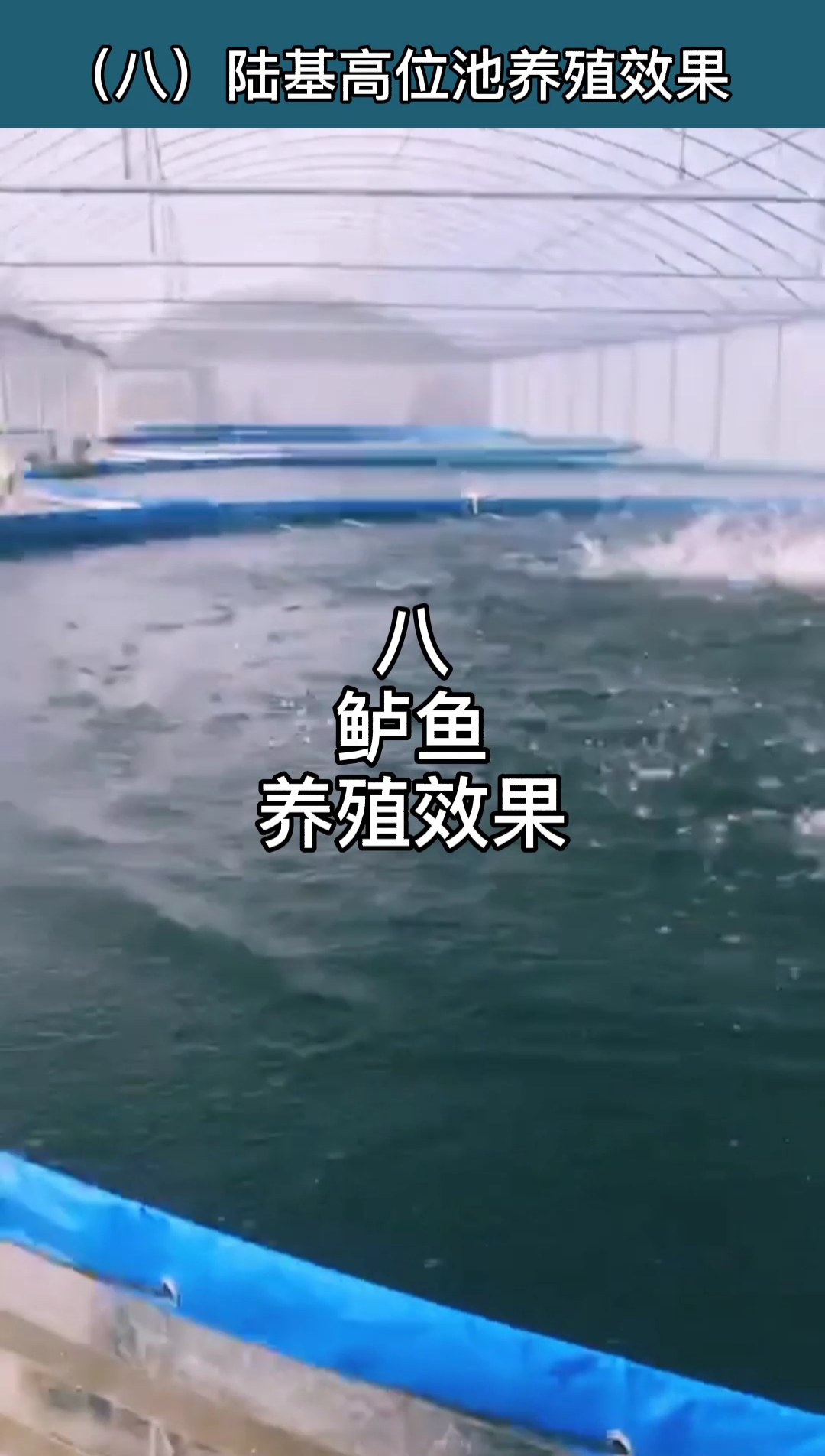 #鲈鱼养殖#工厂化高密度水产养殖,陆基高位池鲈鱼养殖效果