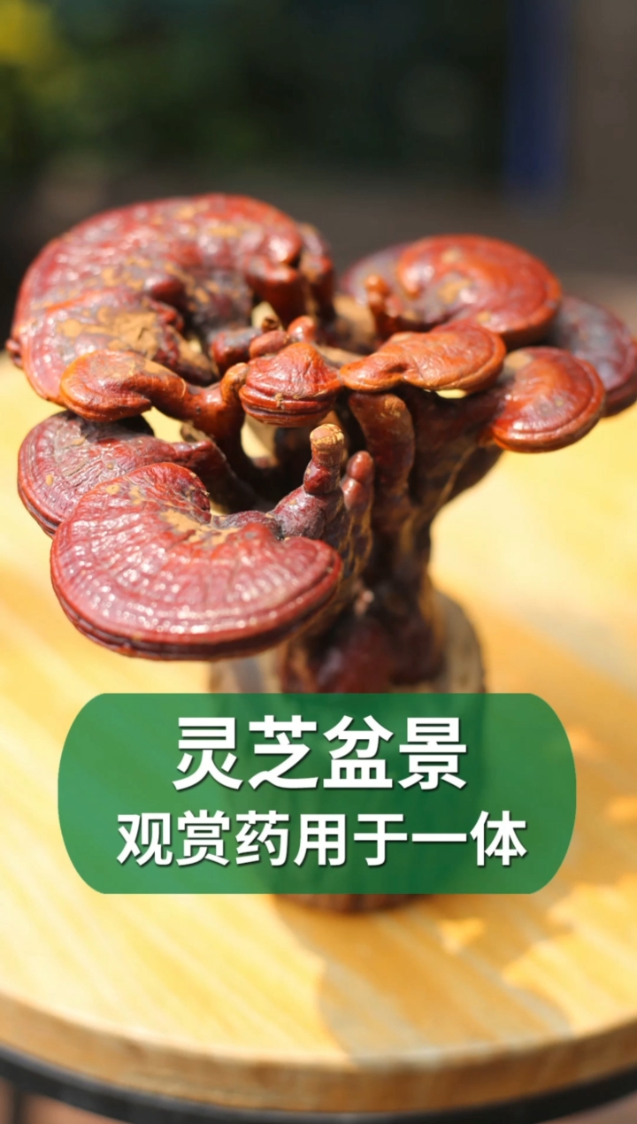 #好物推荐#家里放一棵灵芝盆景，可带来祥瑞之气，看烦了还能炖汤