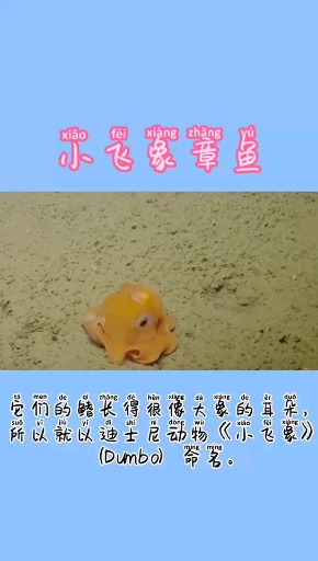 #涨知识#静若“布丁”,动若“飞象”,章鱼居然能如此可爱——小飞象章鱼