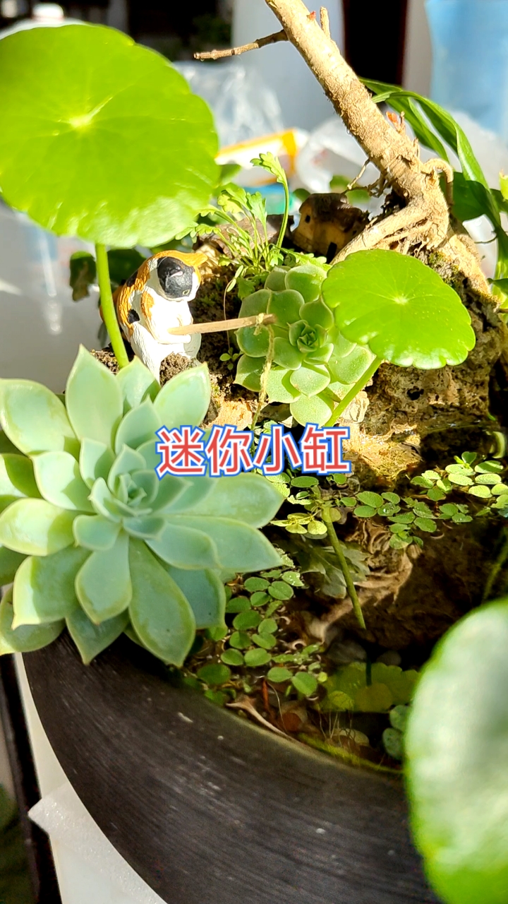 水培多肉,没有长徒!