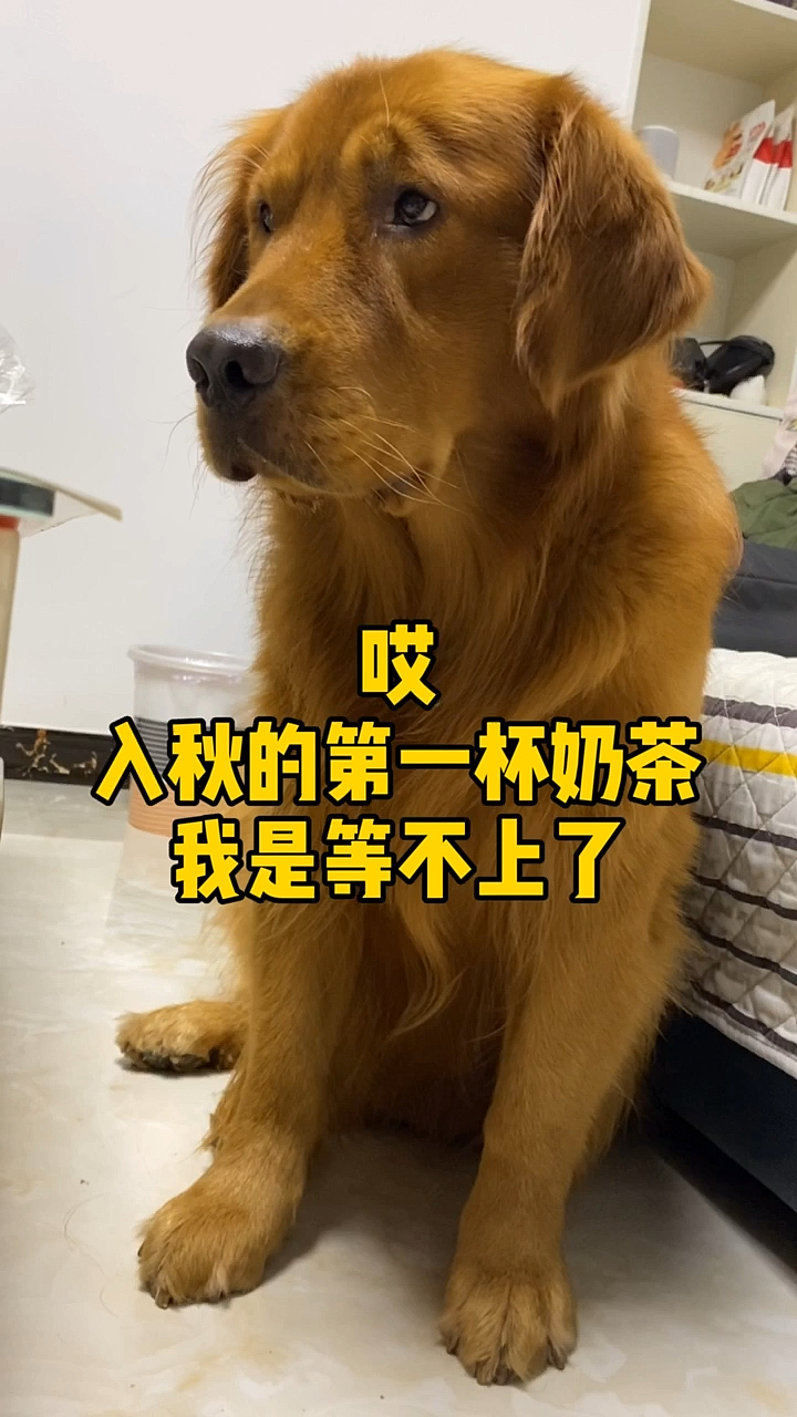 #家有萌宠金毛入秋的第一杯奶茶喝不起没关系,我们等入冬的第一口西北风