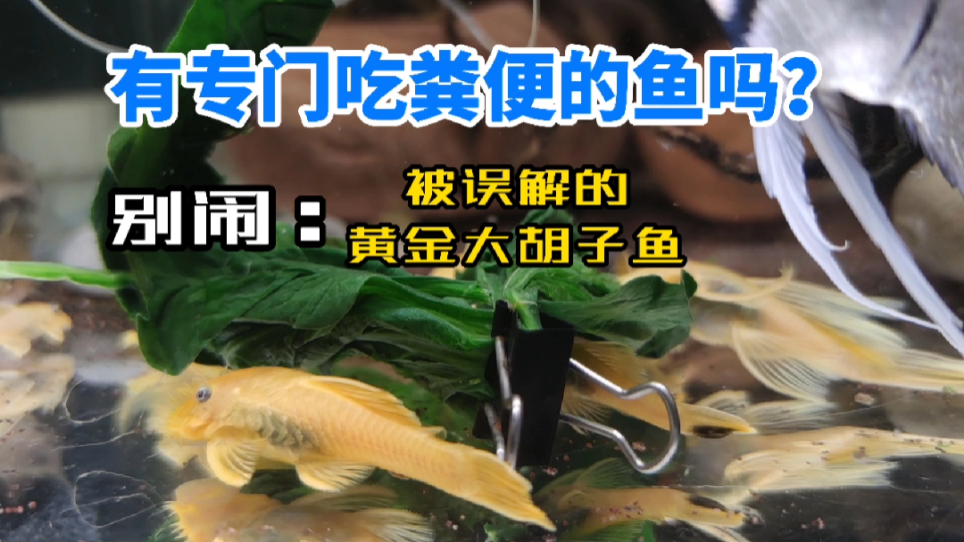 #神宠来袭#容易被玩家误会的“吃屎鱼”，它的作用是除藻和清理食物残渣