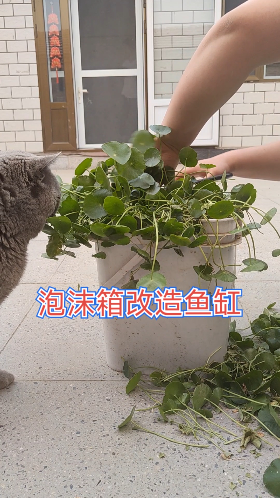 #养鱼的乐趣#我的养鱼宗旨:能少花不多花,能不花就不花~别人叫开缸,我是开箱~