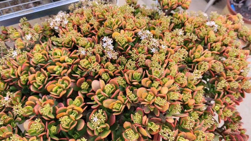 #多肉植物#给你一个小惊喜,满树花苞的落日之雁来了,美吗?