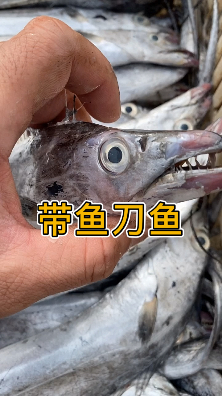 #海鲜#带鱼又叫刀鱼,刀鱼也叫带鱼,秋刀鱼不是刀鱼,也不是带鱼