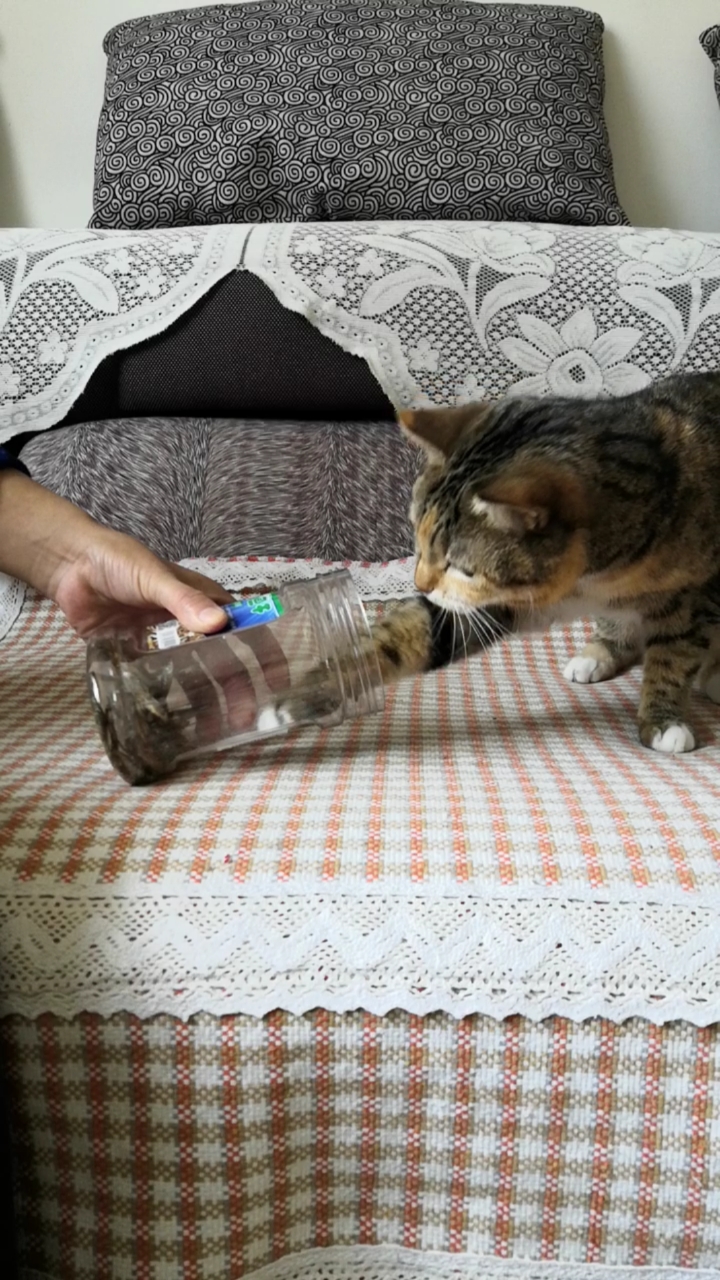 #混血狸花猫#小猫每天吃小鱼干的(有网友竟然不相信它有小鱼干吃)