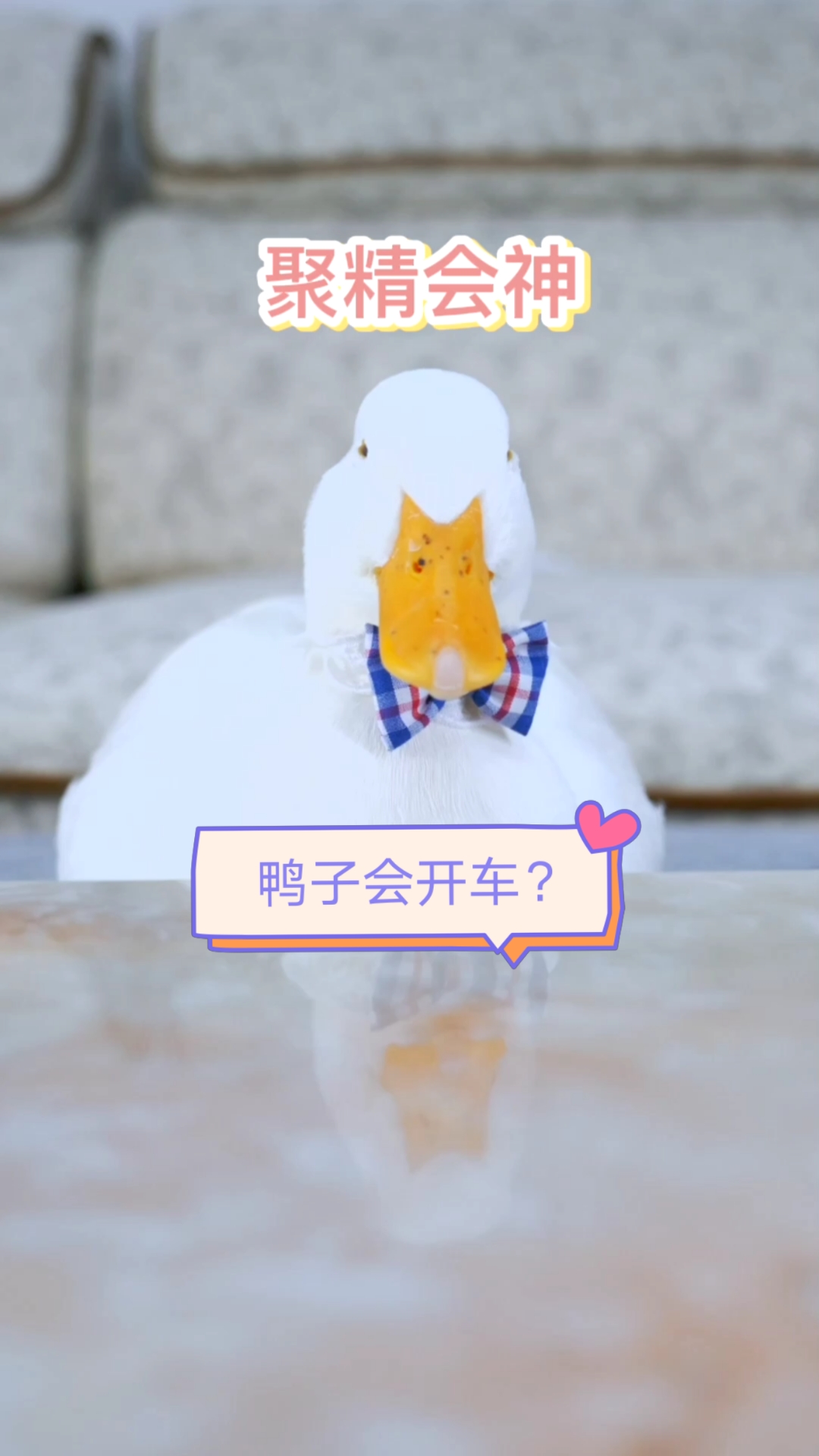 #我家萌宠成精了#鸭子都会开车了,它有驾照吗?