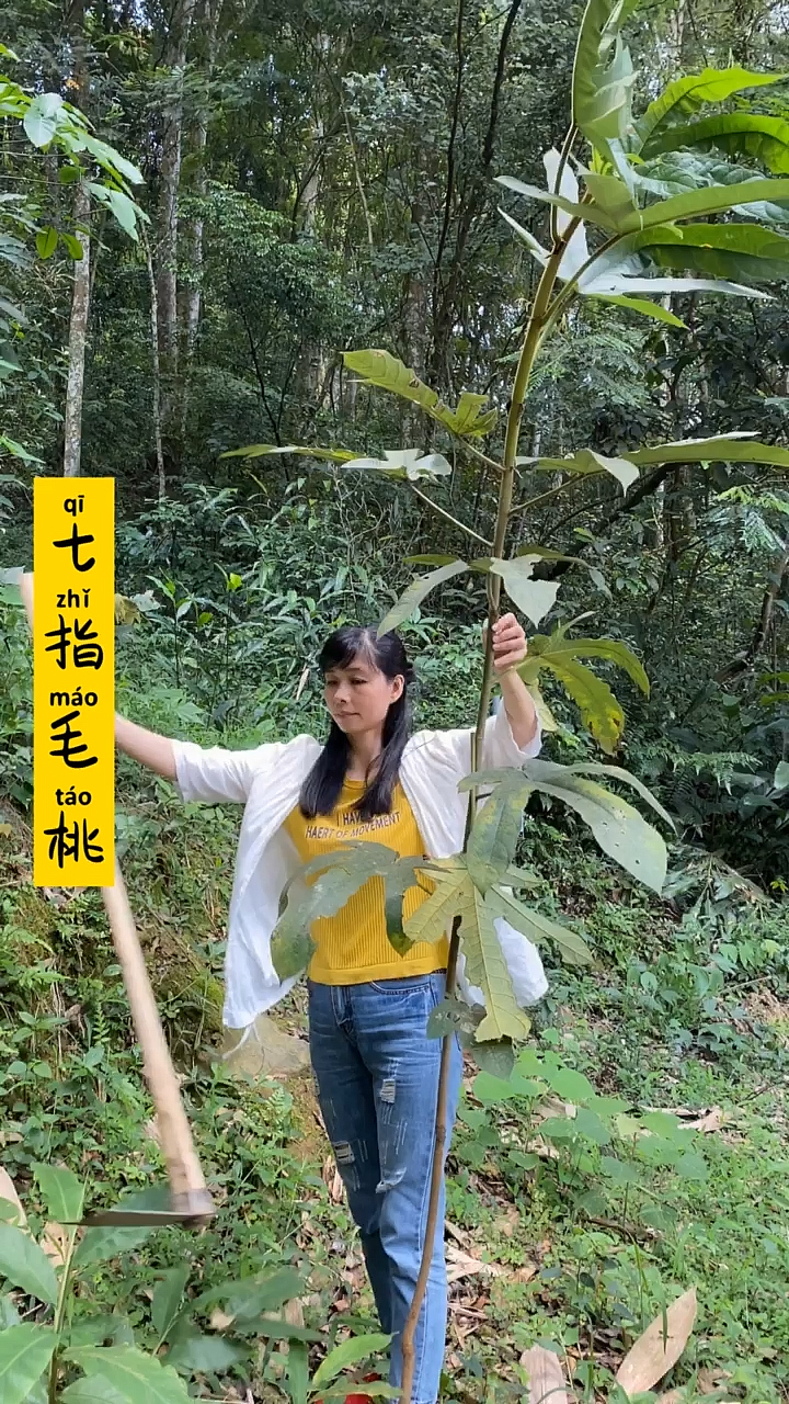 七指毛桃根部炖汤是道名菜喔