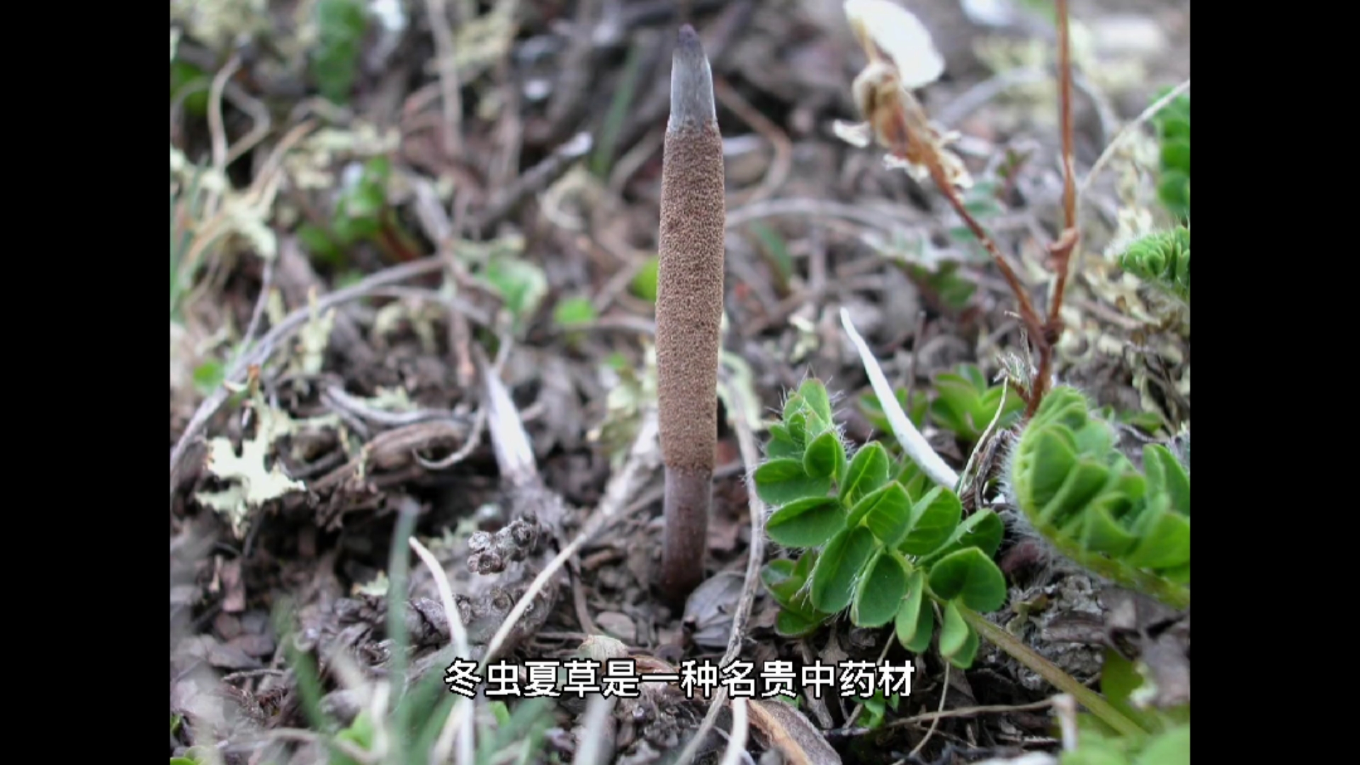 冬虫夏草怎么生长出来的!