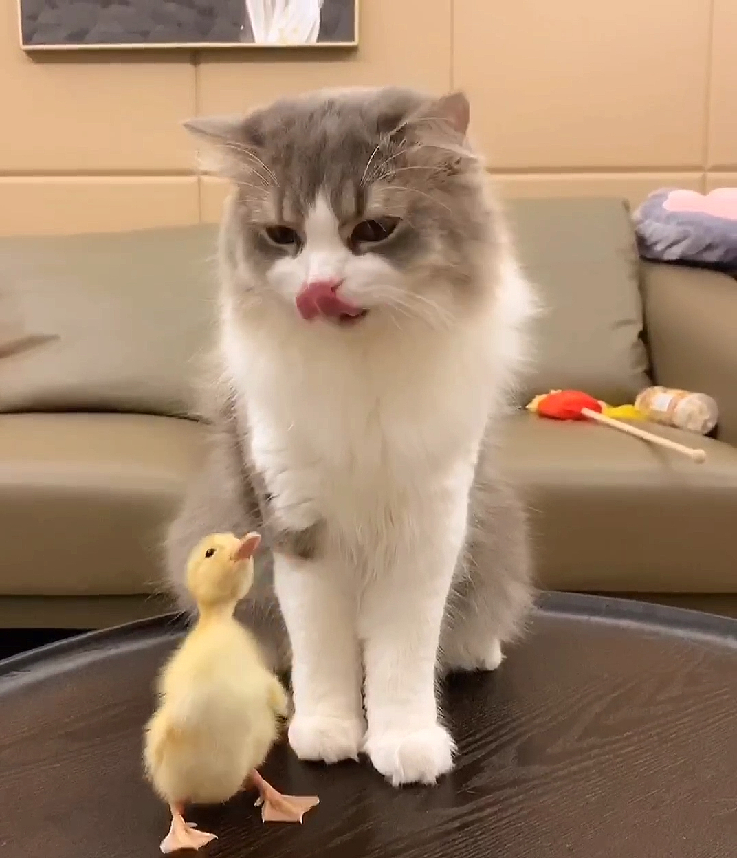 #小小爱宠萌化你#满眼充满爱意鸭