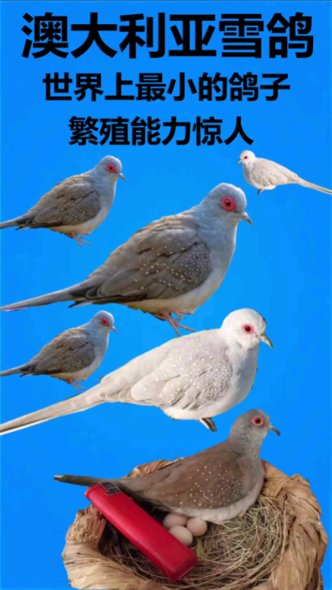 分享视频