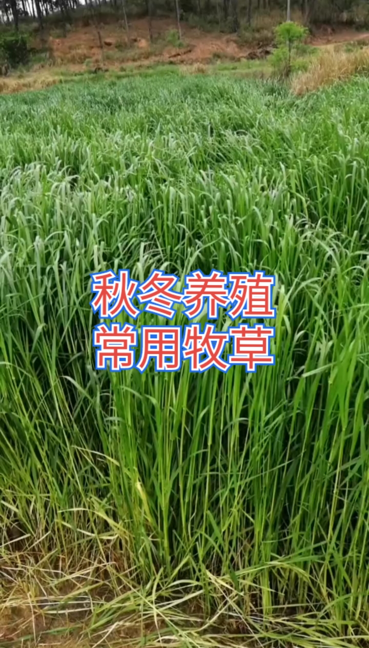 #高产牧草种子#秋冬养殖常用牧草黑麦草紫花苜蓿俄罗斯饲料菜菊苣草等!