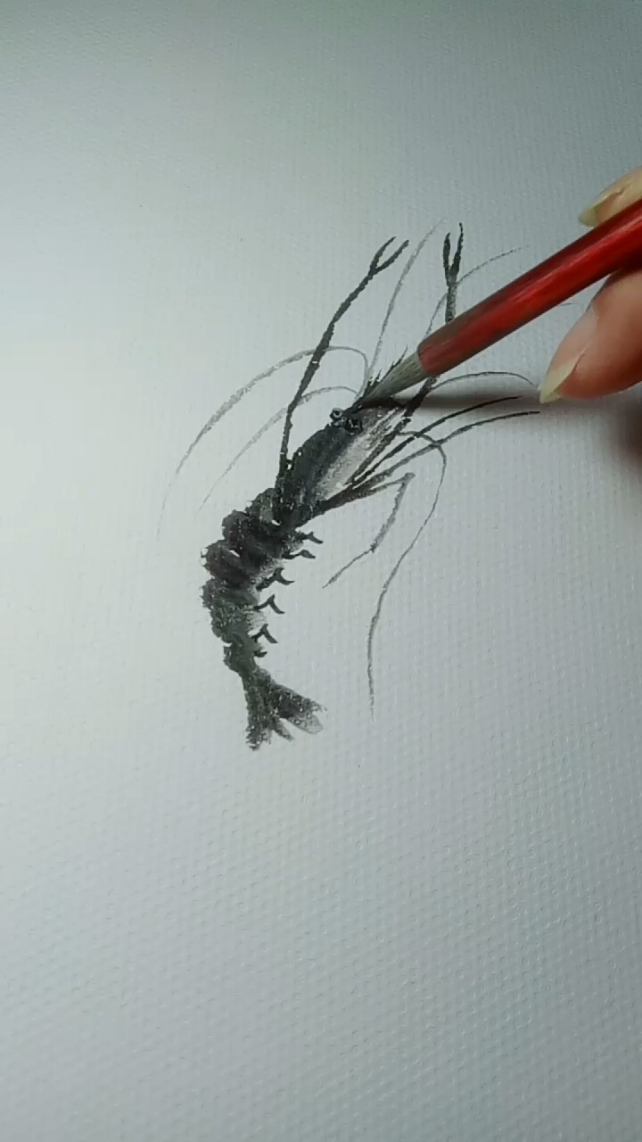 虾的画法教程