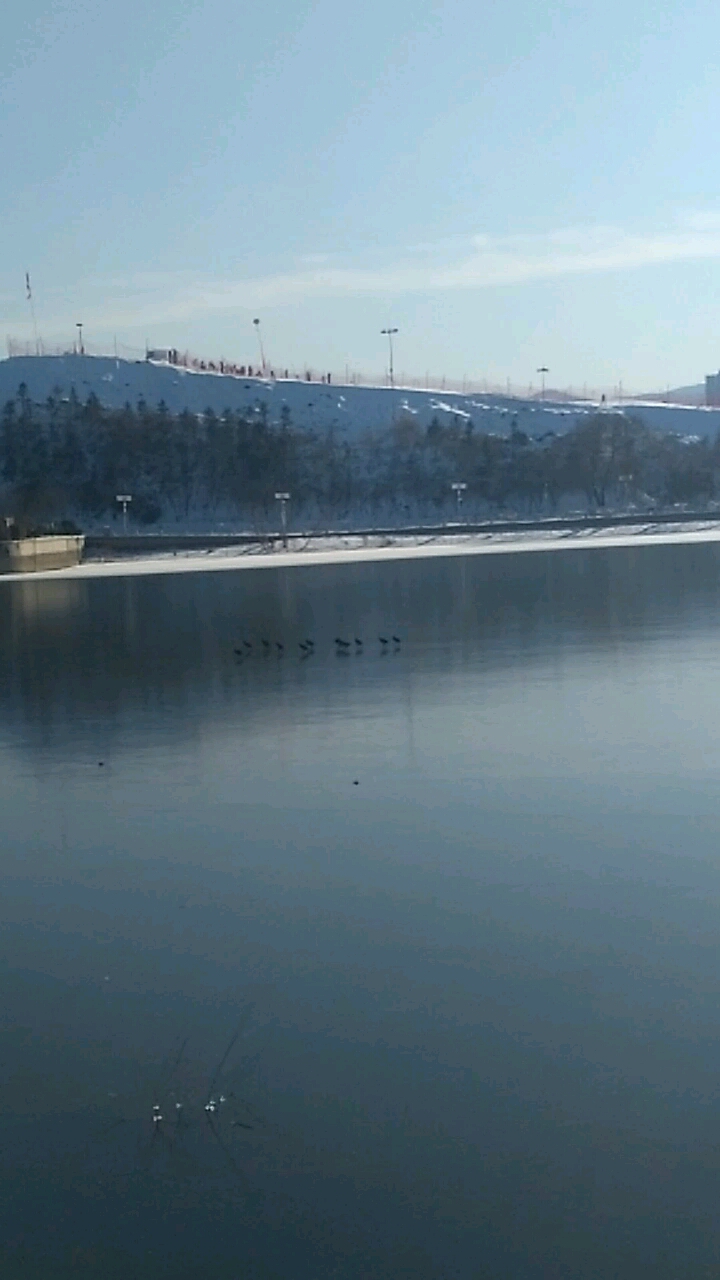 #过好冬天#气温骤降,湖面成冰,那些黑色水鸭找不到回家的路了,好可怜