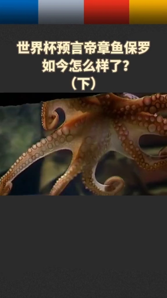 #励志正能量#世界杯预言帝章鱼保罗如今怎么样了?(下)