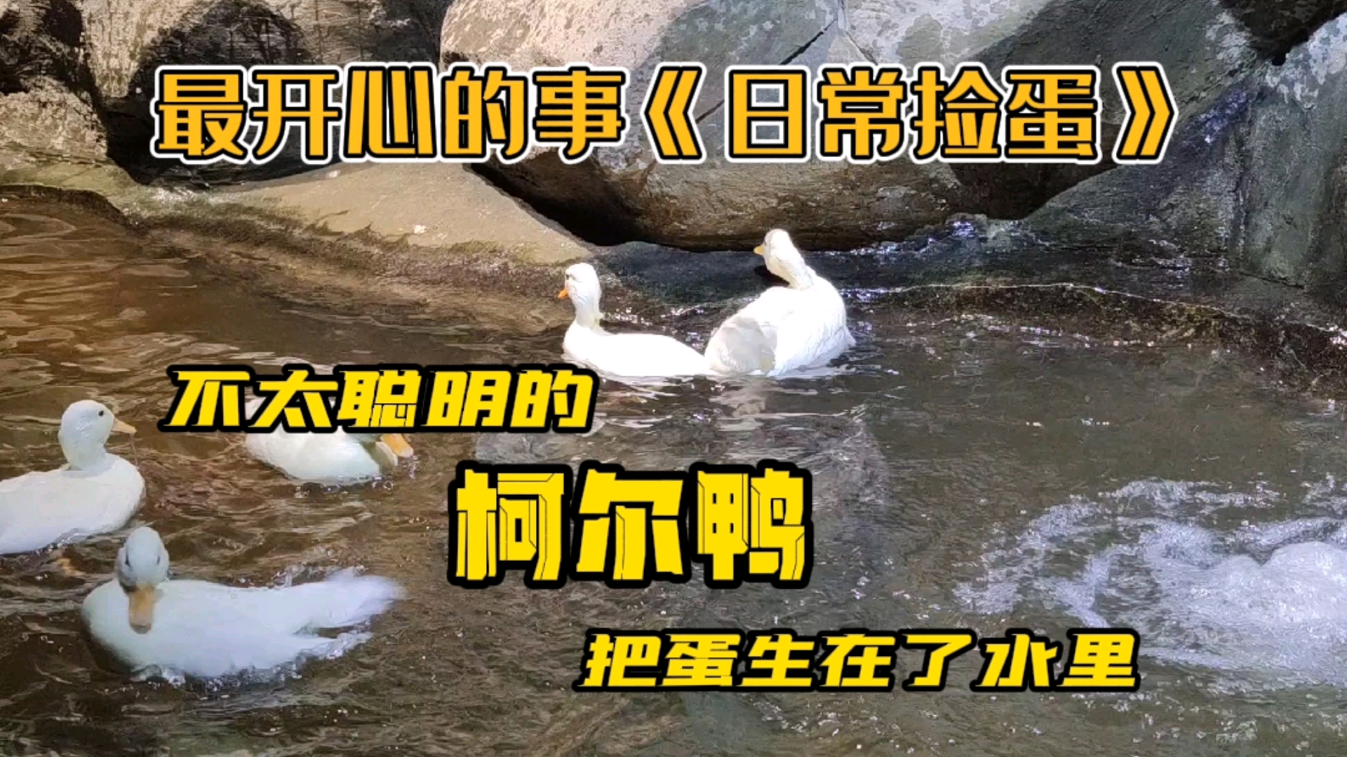 #记录生活#日常捡柯尔鸭蛋,这傻鸭子是憋不住了吗?把蛋产在了水里