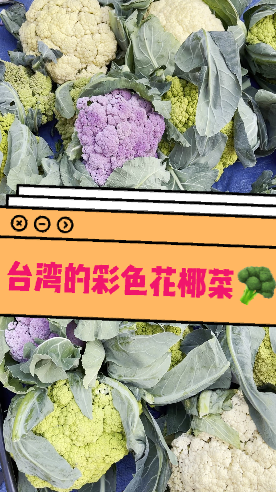 台湾高山的彩色花椰菜人民币十三块一斤
