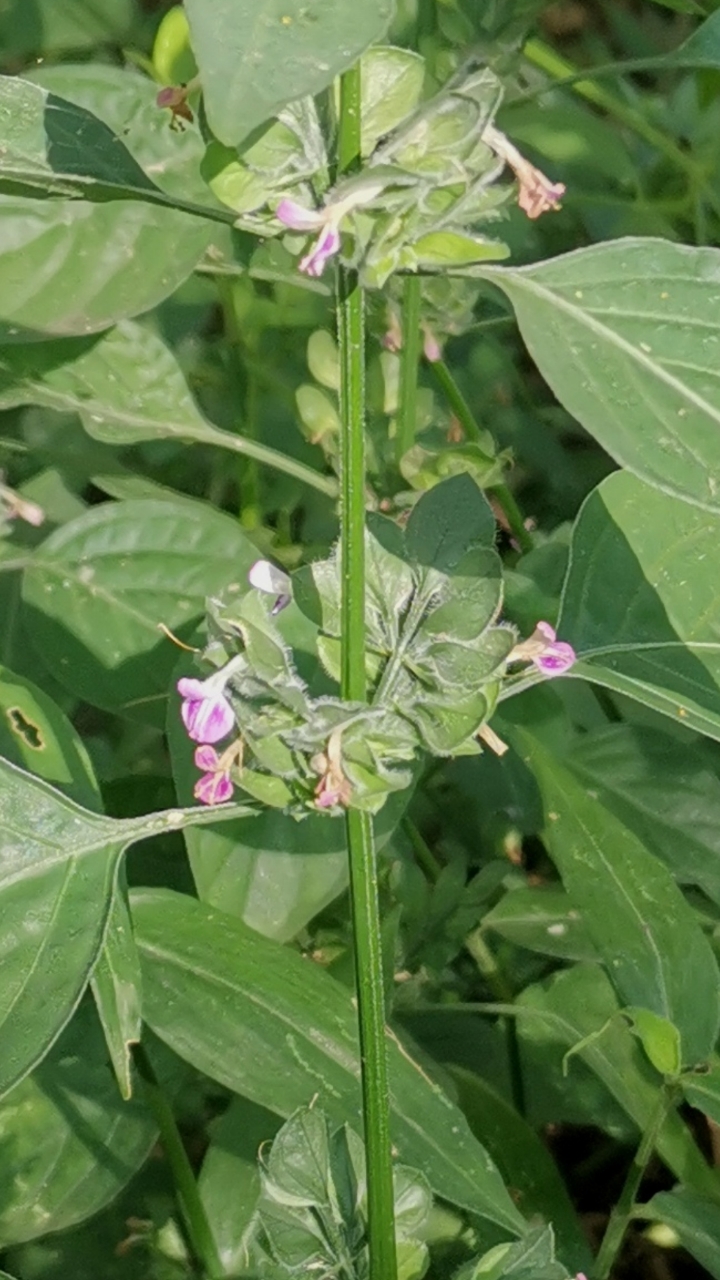 #认识植物#认识植物:狗肝菜(青蛇仔)
