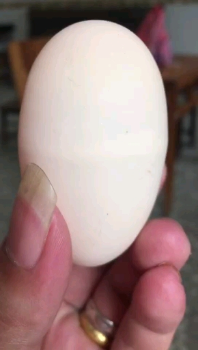 #乡村生活#会焊接的母鸡