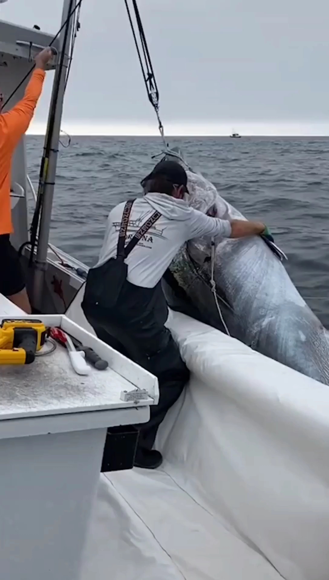 迄今为止亲眼看到捉上来,个头最大的金枪鱼,不是蓝鳍金枪鱼稍有点可惜,要满足要满足
