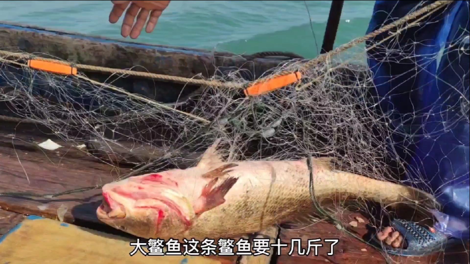 #南澳岛#彪哥再遇大黄鱼群，一连上了13条黄花鱼，还有一条16斤的大鳘鱼（一）