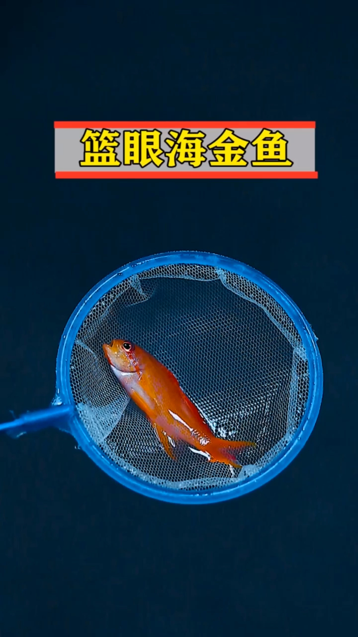 这条是生活在海水里的蓝眼金鱼#至尚水族馆##海缸#