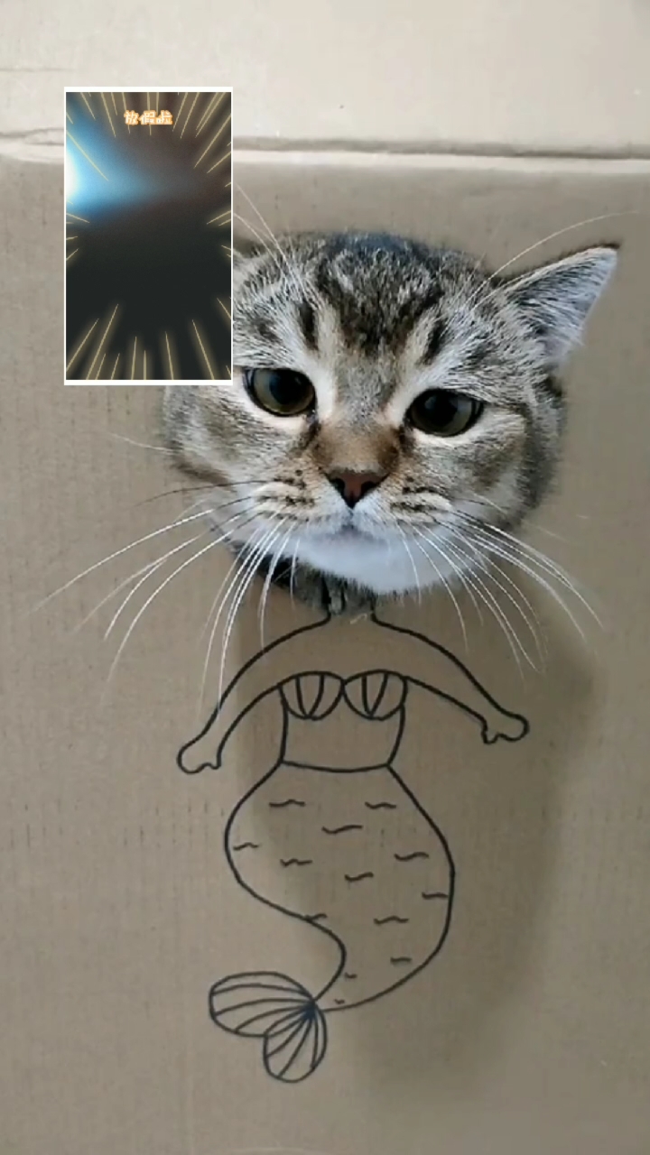 #十一心情日历#美人猫鱼