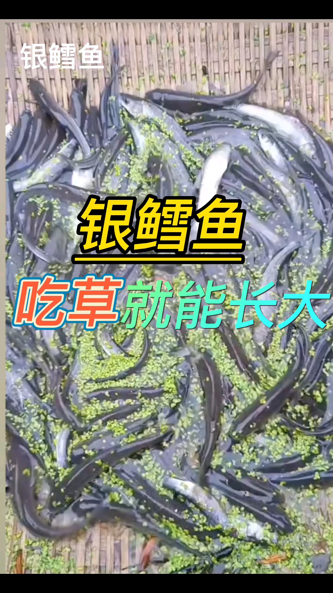 #我家宠物不一样#银鳕鱼