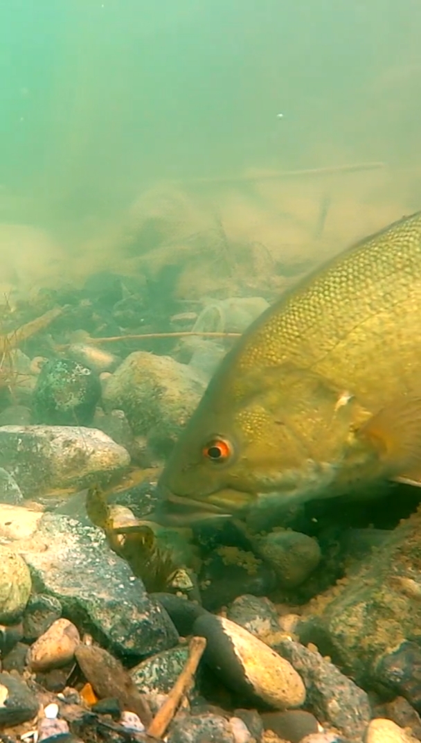 鱼吃饵时的动作