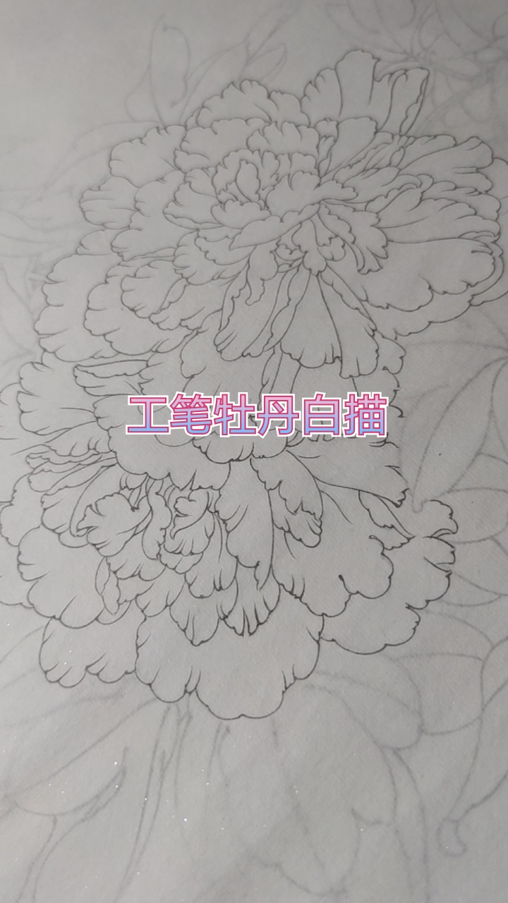 #手工制作#工笔牡丹白描进行时