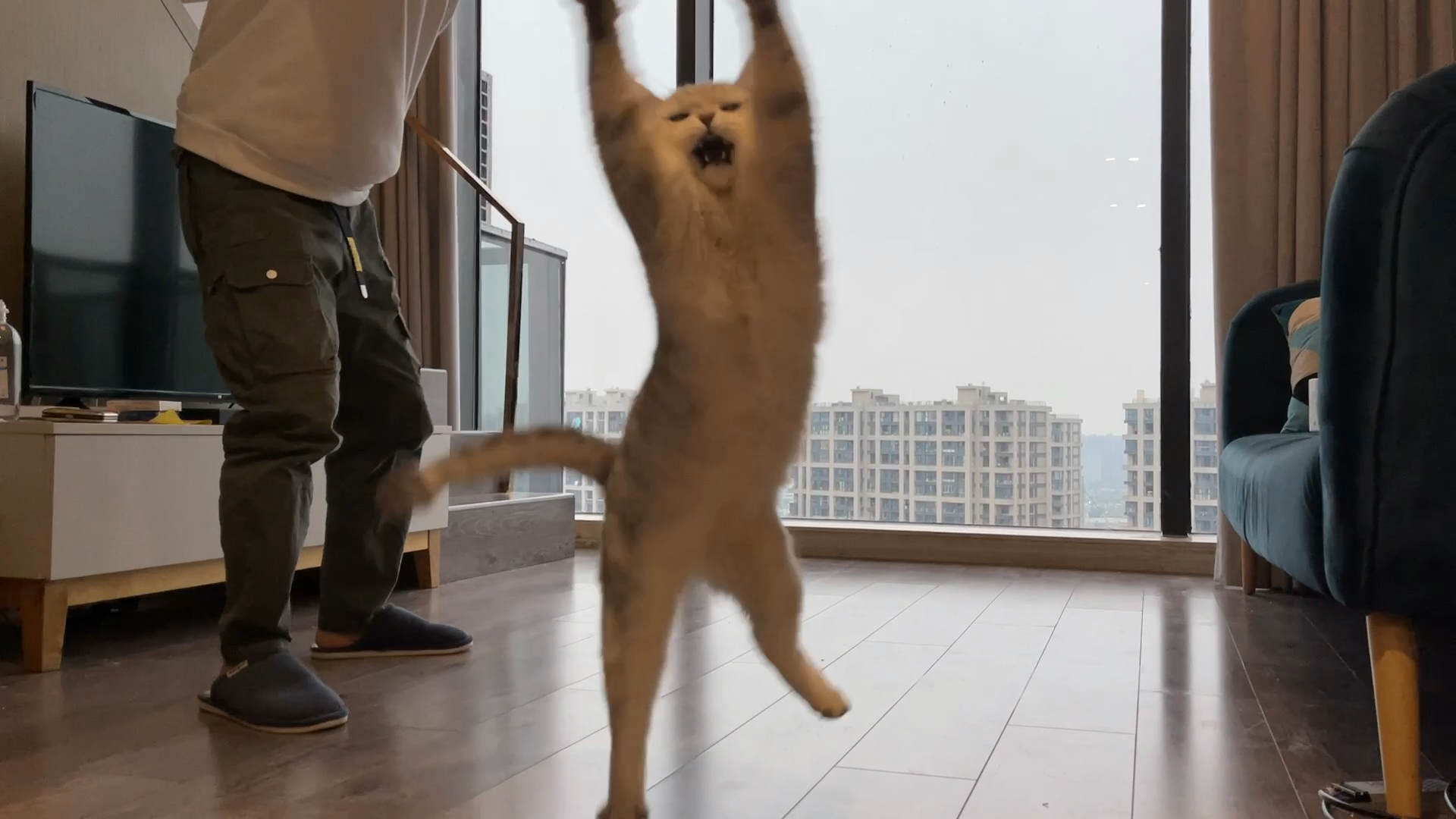 美好的一天从起床开始,享受这种神仙默契的生活