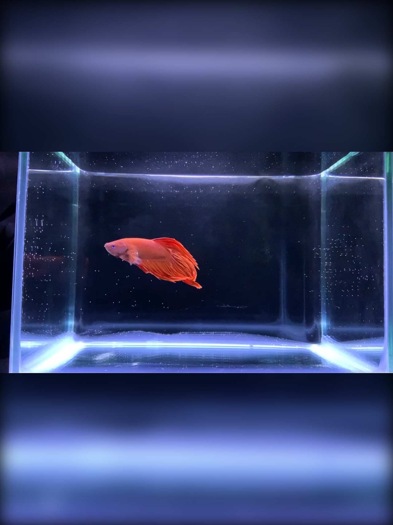 #养鱼#马尾斗鱼也有高颜值